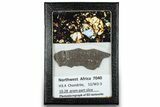 Polished Chondrite Meteorite ( g) Slice - NWA #304406-1